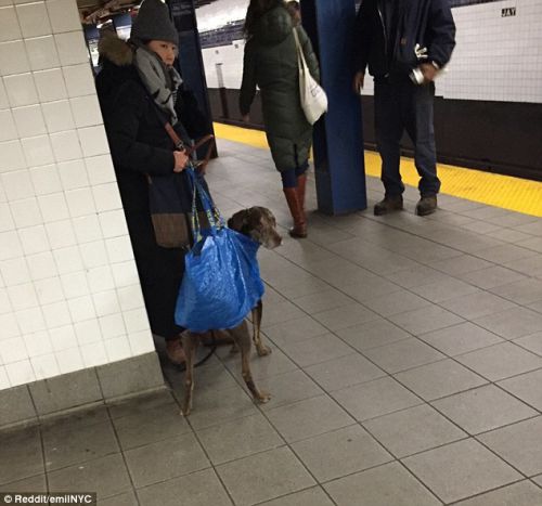 有趣！美国纽约乘客各出奇招 地铁带狗花样多