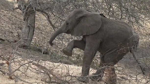 南非自然保护区内幼象误入荆棘 窘态十足逗笑游客