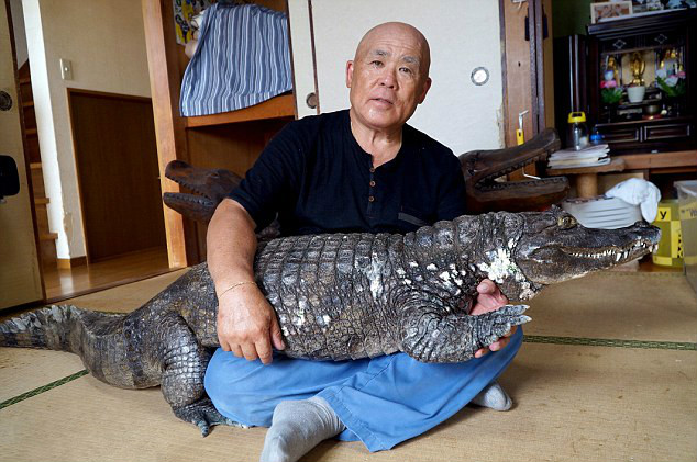 日本老人养鳄鱼当宠物长达34年 每天为其刷牙
