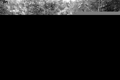 泉州桃花山公园木栈道破损严重 已申请重建翻建