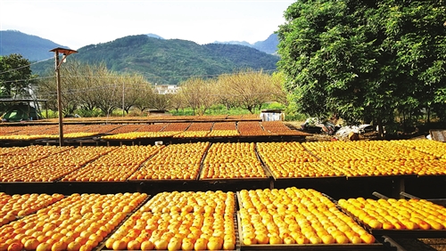 永泰梧桐镇果农用传统手工 制出原汁原味柿饼
