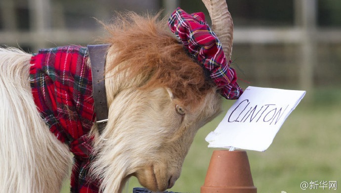 苏格兰“算命”山羊Boots预测希拉里将胜出(图)