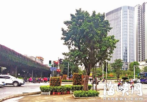 福州20多处安全岛将种大树 选大冠幅树种好遮阴