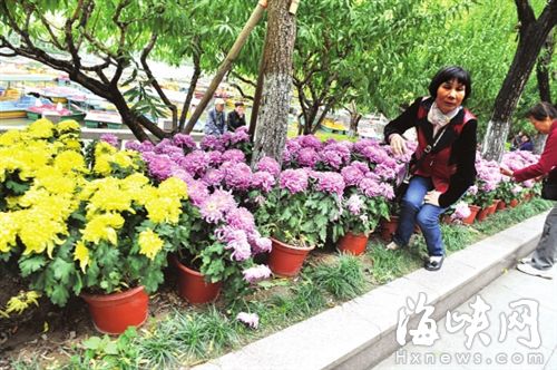 福州西湖万菊争艳 有游客为自拍踩绿地