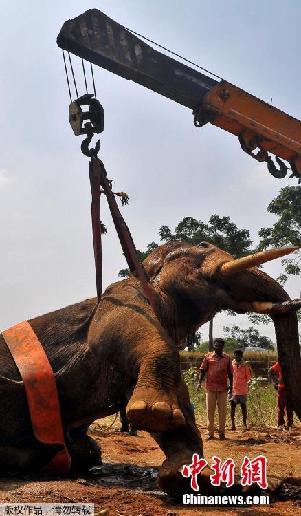 印度35岁大象受伤 工作人员用起重机进行救援