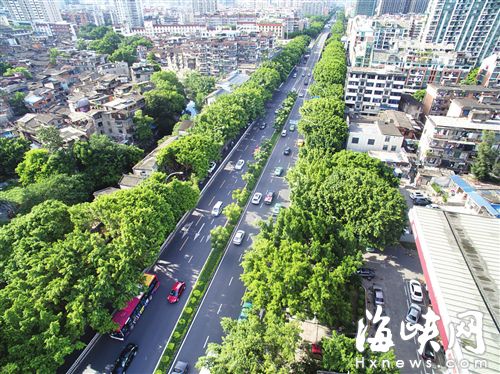 福州将打造百余条林荫道 超70个安全岛种树