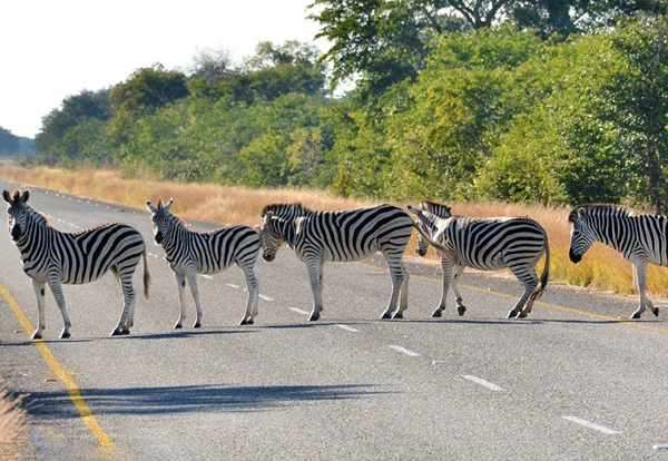 非洲5匹斑马排队过马路 构成一条天然“斑马线”