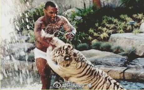 拳王泰森养3只老虎当宠物 每月伙食高达4千美元