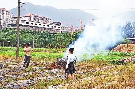 晋安区山北路旁菜地有人烧秸秆 浓烟滚滚