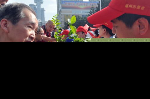 福州万盆茉莉免费送 全民种花香飘万家