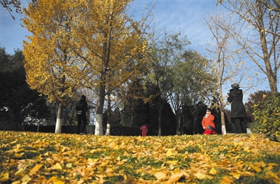 11月19日，国家大剧院，几位游客在落满银杏叶的草地上游玩，当天北京结束雾霾天气，迎来蓝天。新京报记者 薛珺 摄
