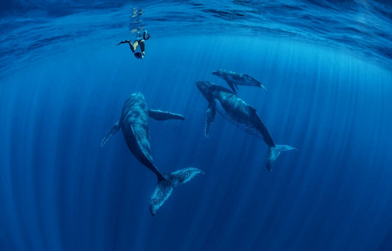 澳大利亚女子抓拍座头鲸惊人瞬间获奖：恍如一梦