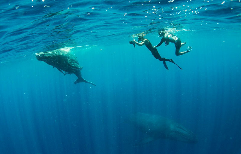 澳大利亚女子抓拍座头鲸惊人瞬间获奖：恍如一梦