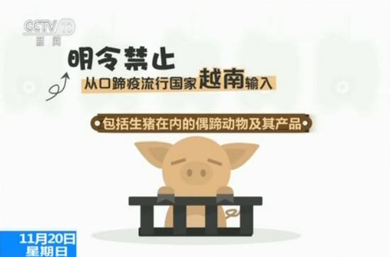 揭秘越南生猪走私背后的利益链：一天上万头生猪走私到中国（3）