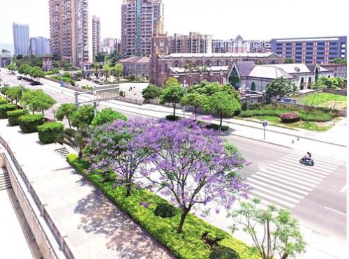 福州山北路 开建3公里蓝花楹大道 