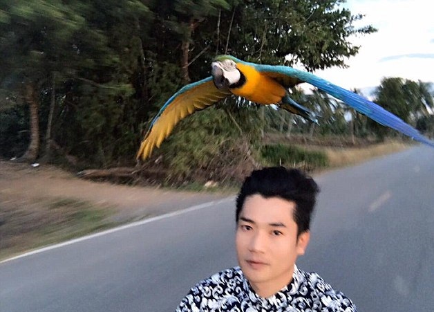 泰国金刚鹦鹉追赶时速64千米摩托车 引网友围观