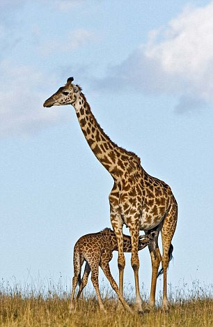 非洲长颈鹿上演互相“脖”斗场景 画面滑稽可爱