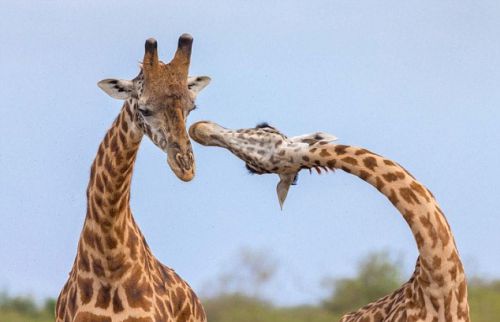 非洲长颈鹿上演互相“脖”斗场景 画面滑稽可爱