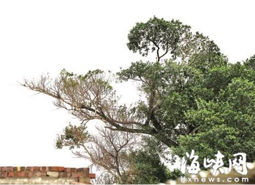 福州市一百年古榕遭“围困”烘烤 枝叶变黄