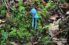 真的有“蓝瘦”的“香菇”！“蓝瘦香菇”是什么可以吃吗？