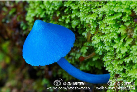 真的有“蓝瘦”的“香菇”！“蓝瘦香菇”是什么可以吃吗？