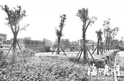 福峡路：刚栽一年多 数十棵樟树被截顶
