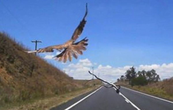 澳大利亚猎鹰向汽车空投蛇 恐慌后又哄然大笑