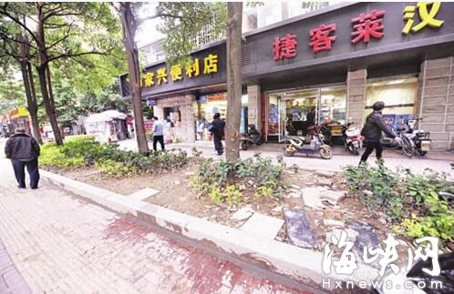 福州金港路：绿化带被铺地砖 开出数条小道