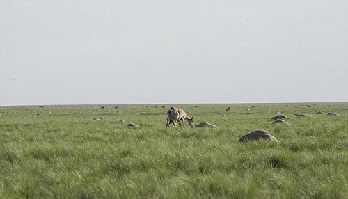 匪夷所思！哈萨克斯坦15万高鼻羚羊3天内相继死亡