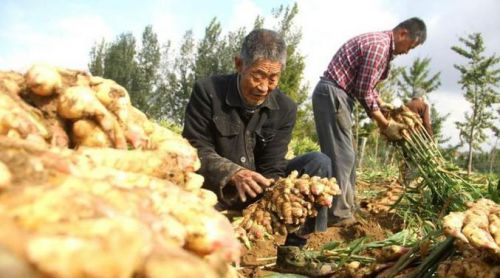 福州生姜价格每斤上涨一两元 “姜你军”来了？（2）