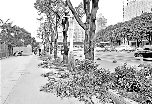 福州五四路绿化带施工 灌木被堆砖石