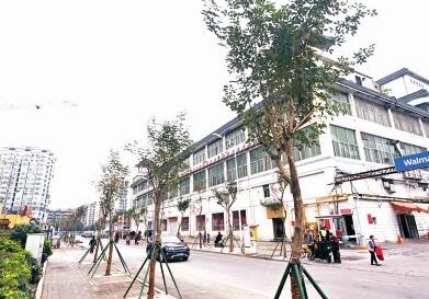 福州珠宝路长福路 打造黄花风铃木大道 