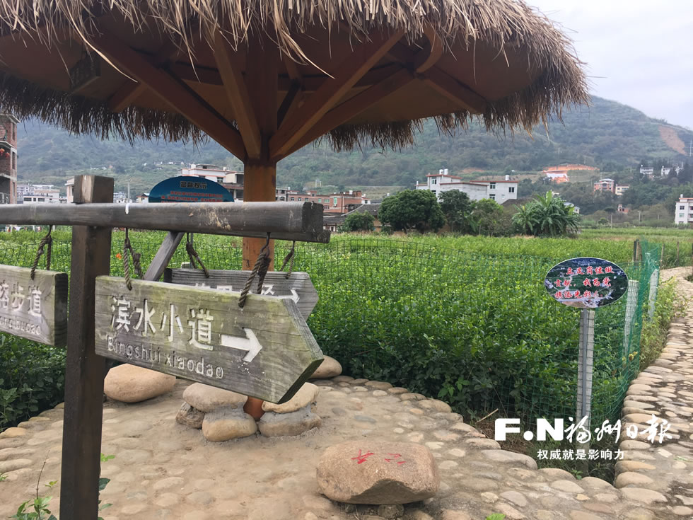 永泰梧桐镇引入资本 大樟溪畔种下千亩茉莉