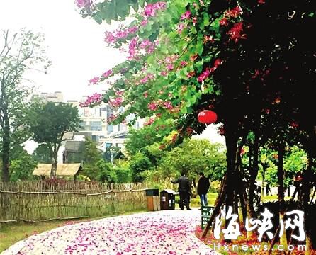 美！闽侯闽都民俗园 洋紫荆飘花雨 