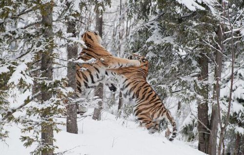 令人震撼！瑞典两雄性老虎为争伴侣雪地激烈争斗