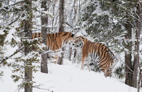 令人震撼！瑞典两雄性老虎为争伴侣雪地激烈争斗