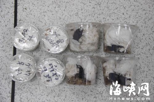 福州海关再次查获邮寄入境活体甲虫