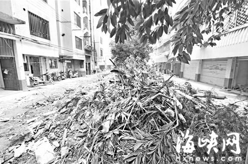 福州长春花园改造 大面积绿地被硬化