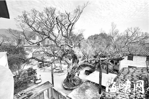 树池周边遭硬化 福州一株400多岁古榕濒死 