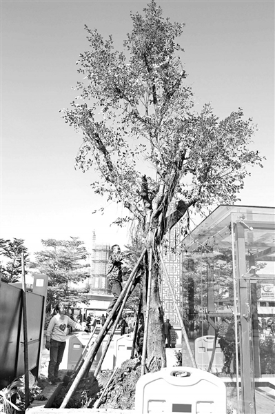 福州火车站北广场种植百余棵大树 将打造森林广场