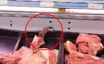 上海一超市现“老鼠在冷柜吃肉” 全部肉品销毁