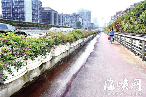 福州琴亭高架桥车道长青苔 路人易打滑