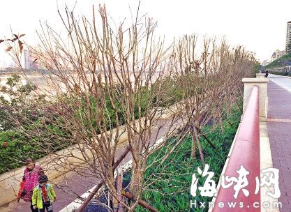 福州环南台休闲道 近40棵桂花树枯死