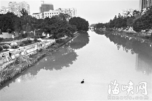 福州晋安河黑天鹅“移驾”八一水库 康复后将放飞