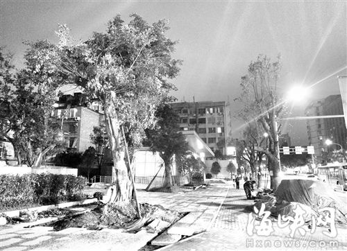 福州鼓屏路地铁复绿 又种20棵大树