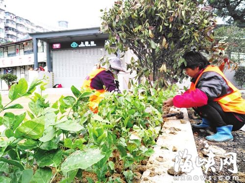 4万株茉莉扮靓榕城地铁口 明年6月开花