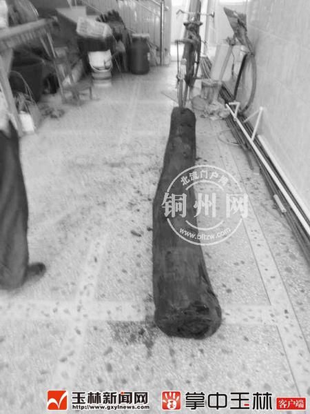 村民挖到金丝楠木价值600万？律师：归国家所有