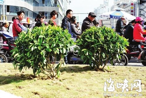 福州树兜安全岛能否种大树遮阴？ 园艺专家献策