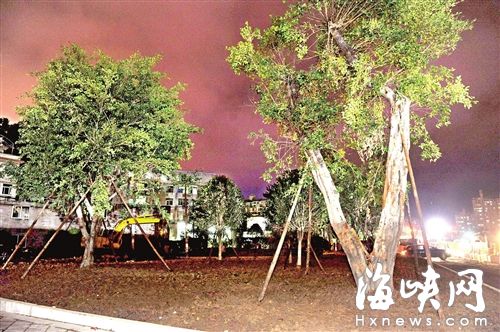 福州地铁罗汉山、斗门站连夜抢种大树 今早完成复绿