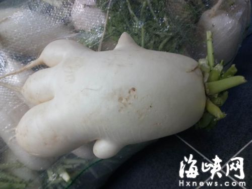 这根长得像“胡巴”的白萝卜你见过吗
